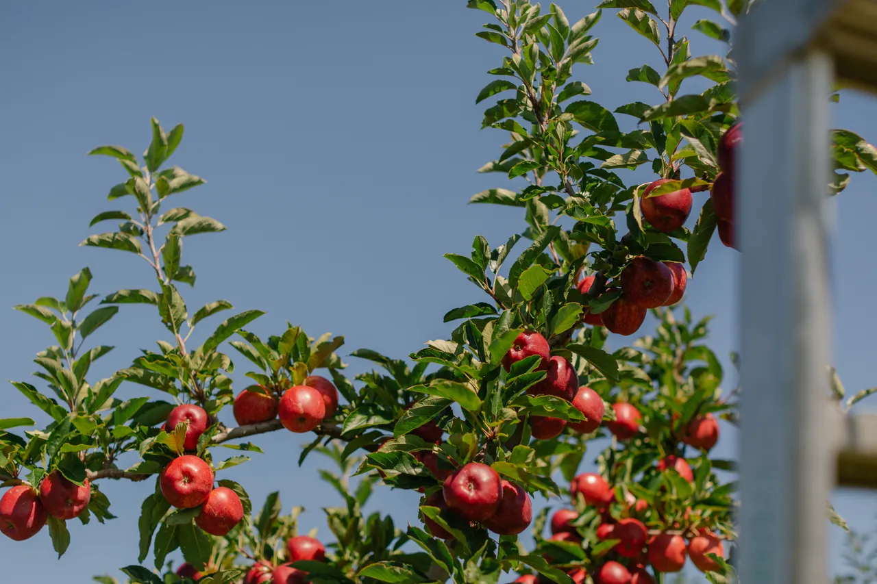 Apple Orchard