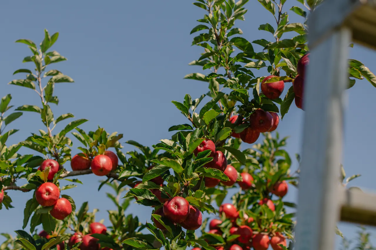 Apple Orchard
