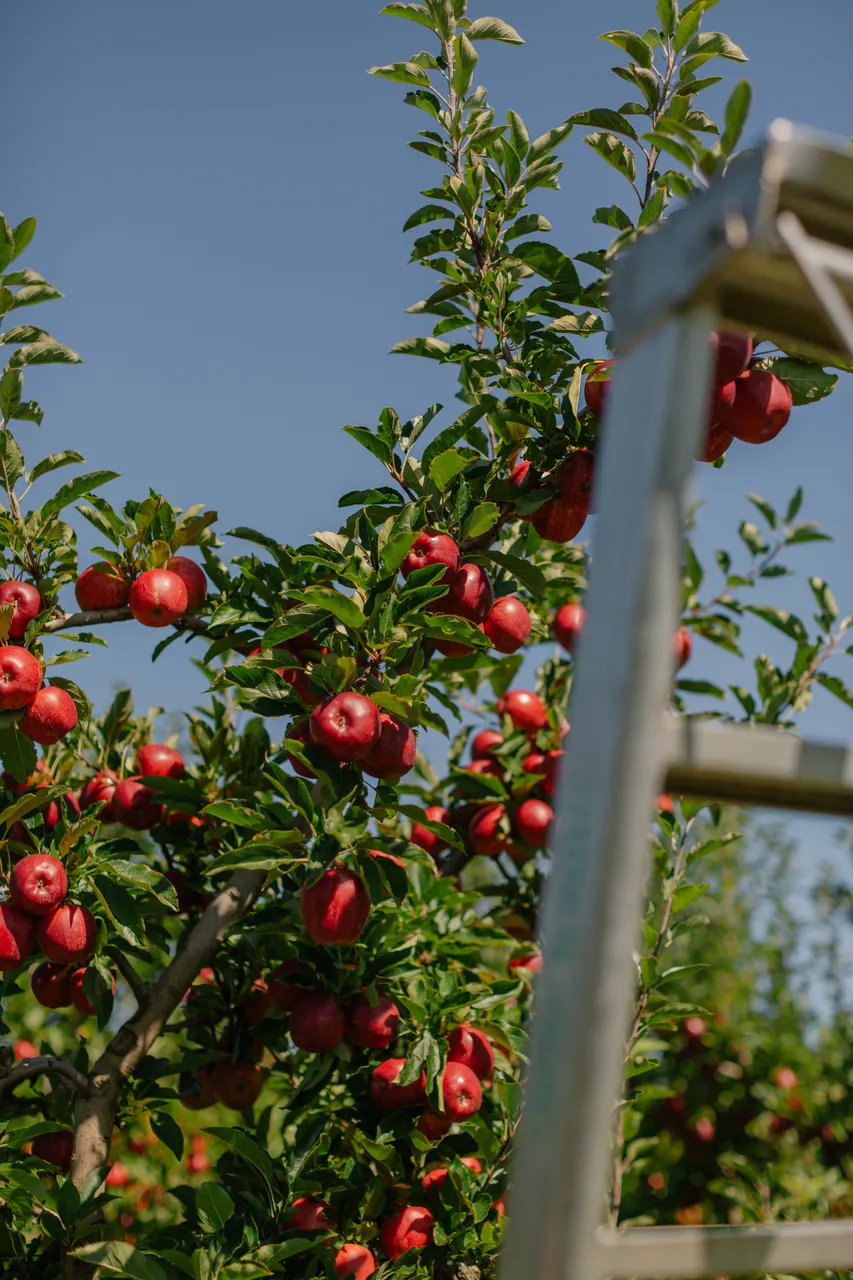 Apple Orchard