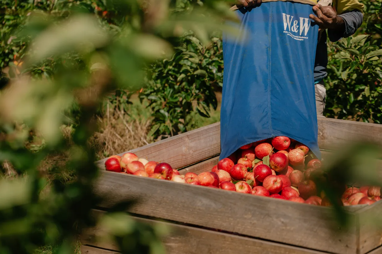 Apple Crate