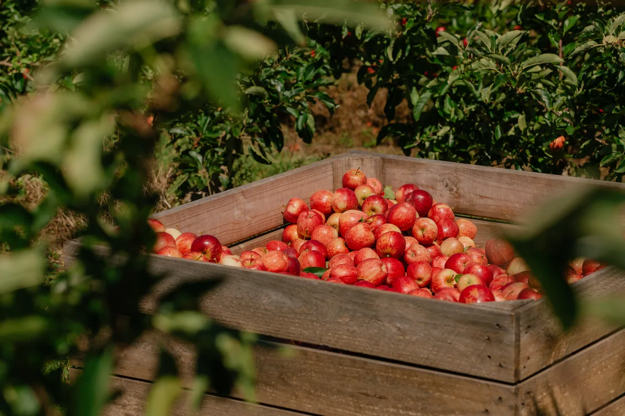 Apple Orchard