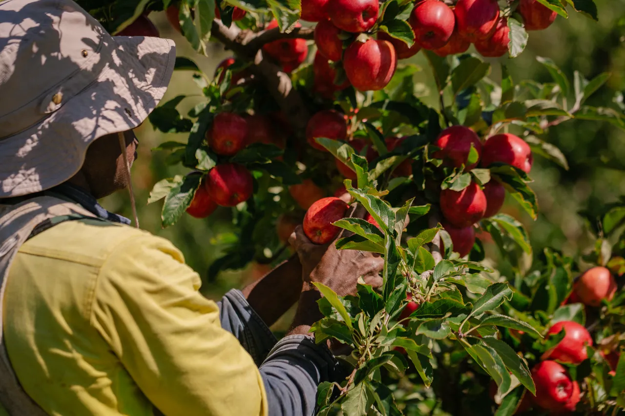 Apple Orchard