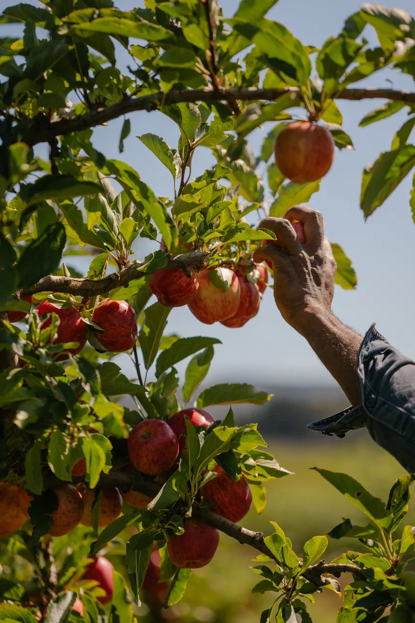 Apple Orchard