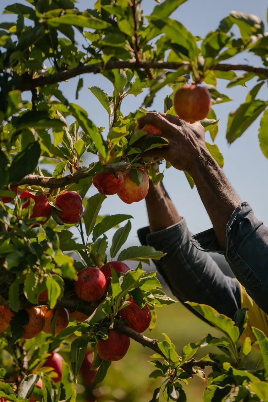 Apple Orchard