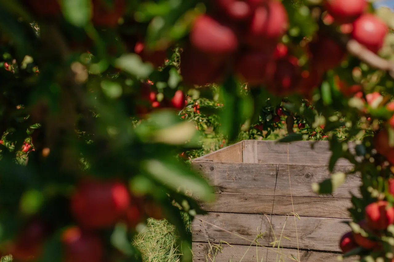 Apple Orchard