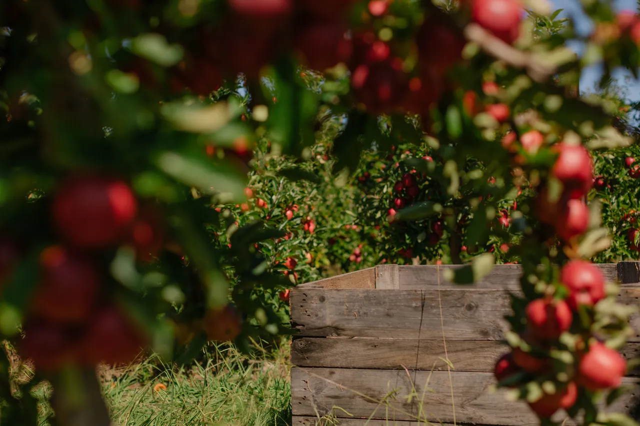 Apple Orchard