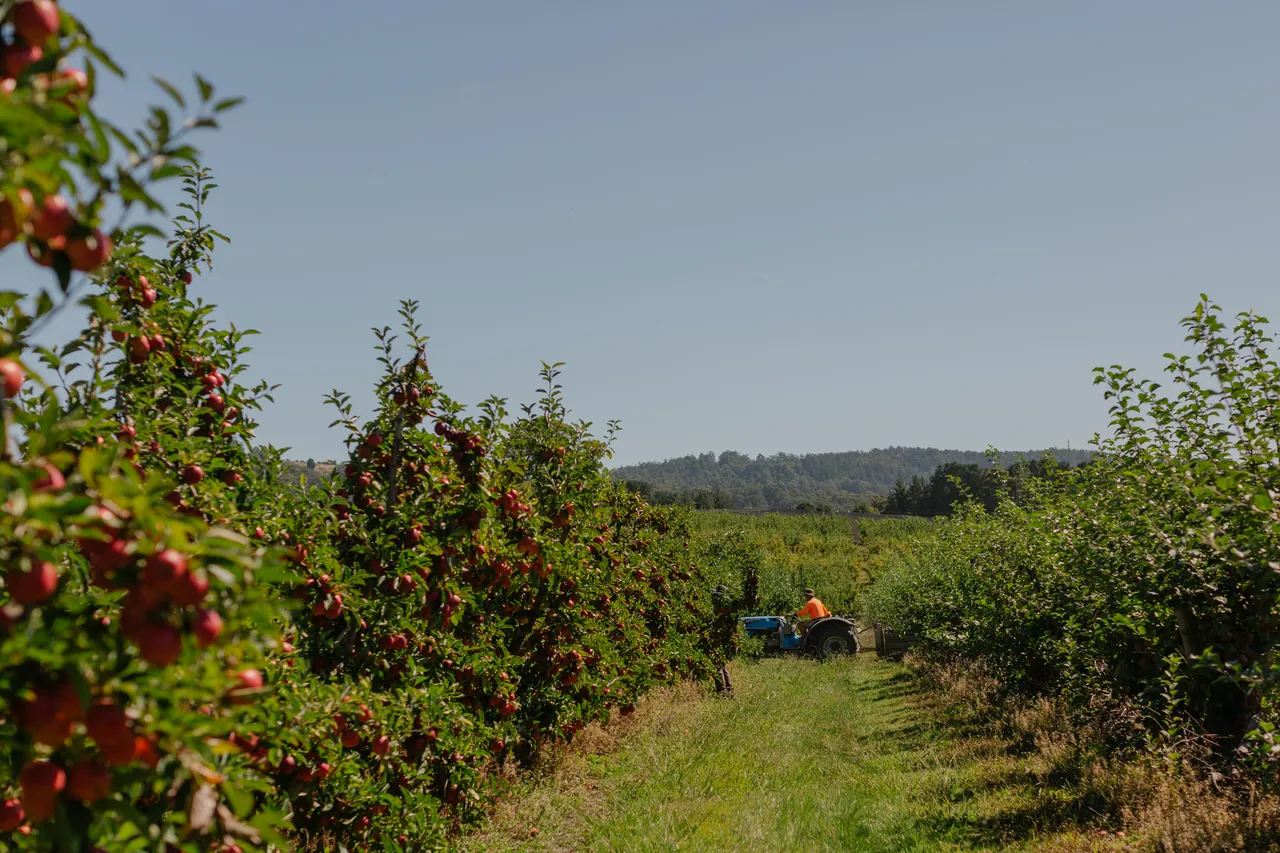 Apple Orchard