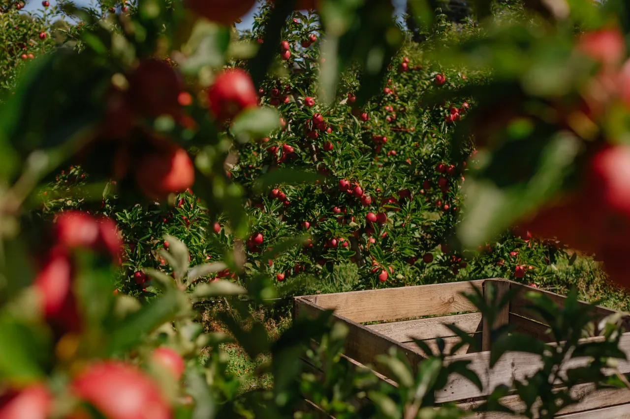 Apple Orchard