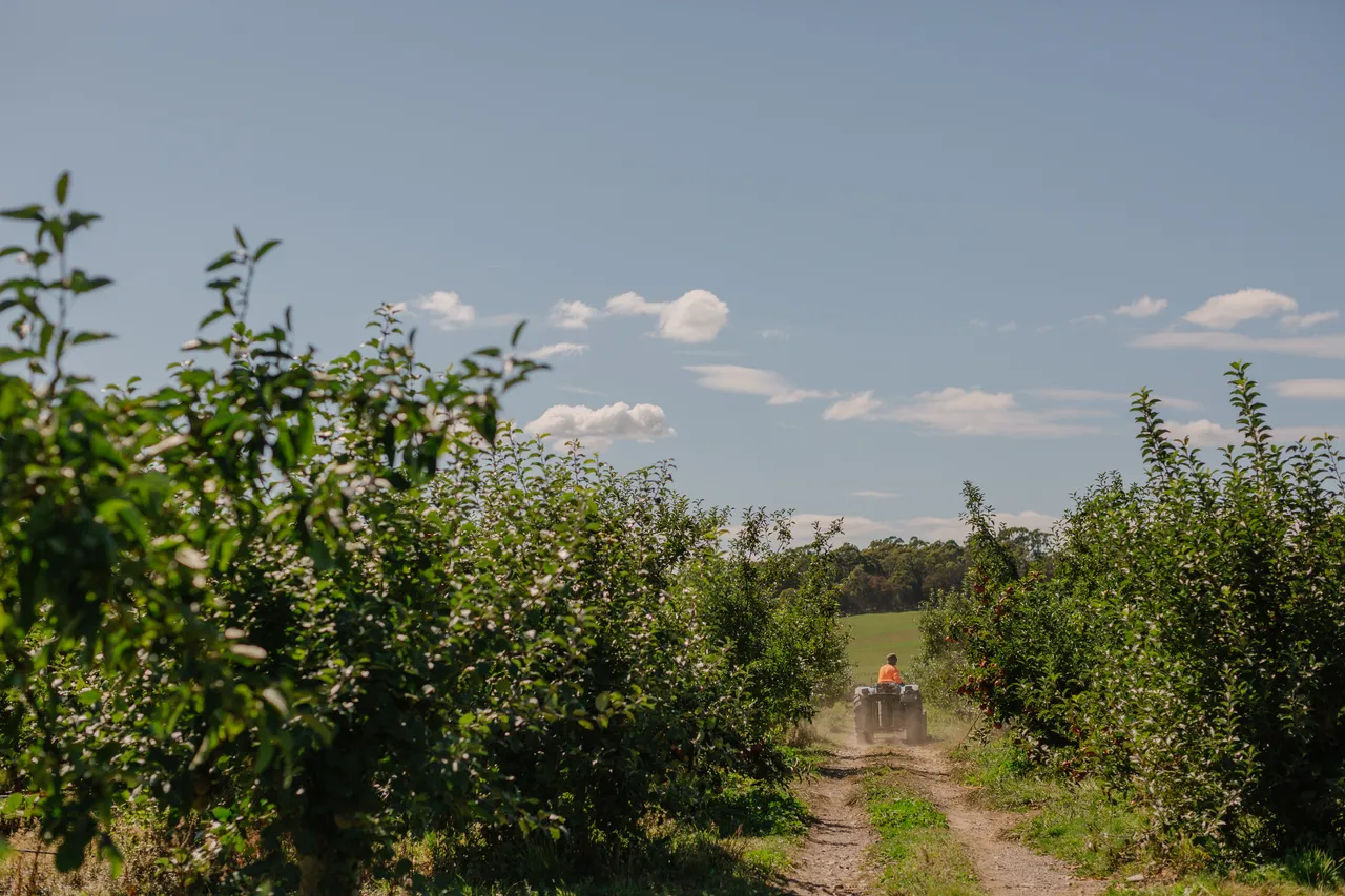 Apple Orchard