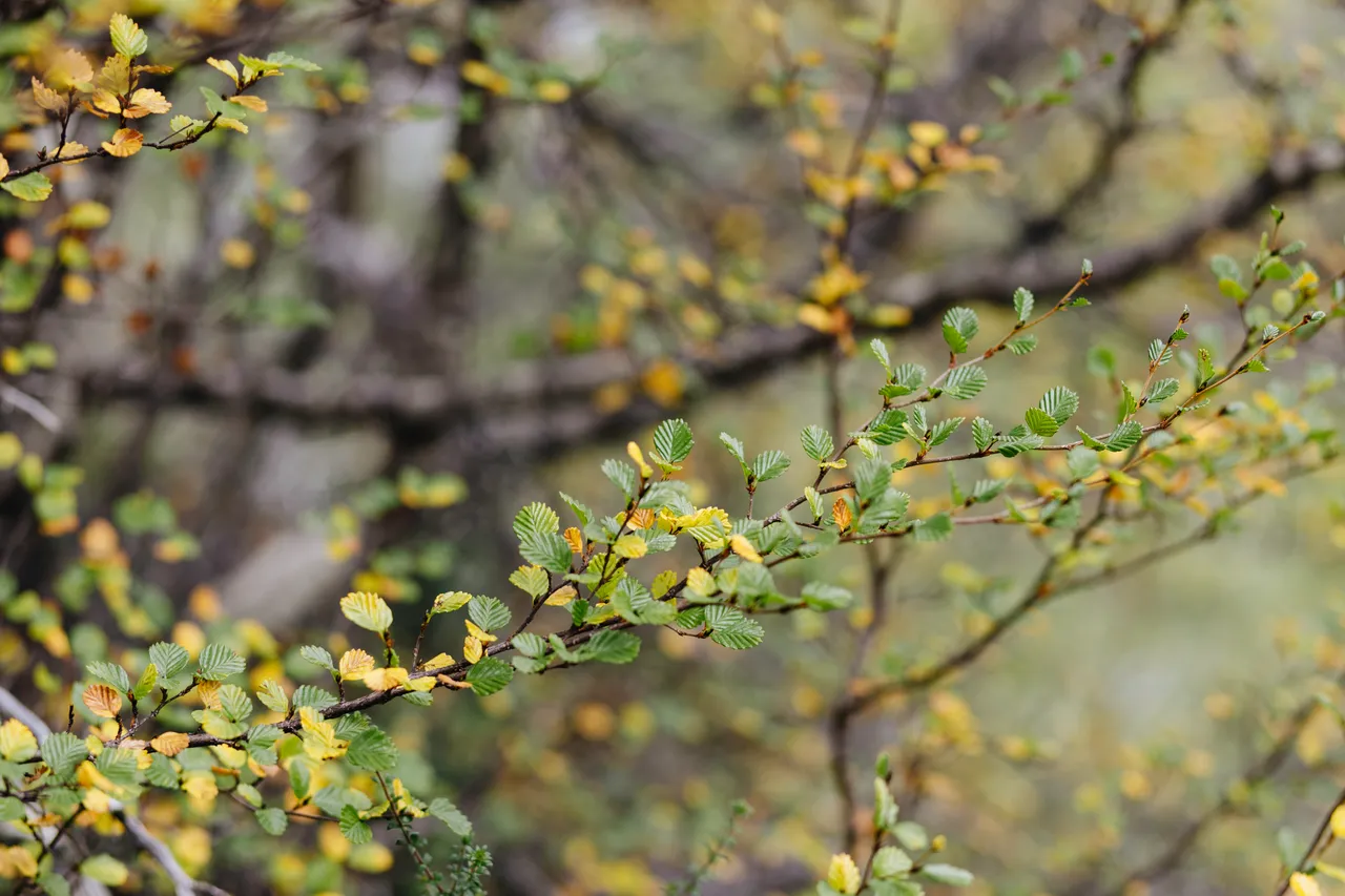 Fagus (nothofagus gunnii)