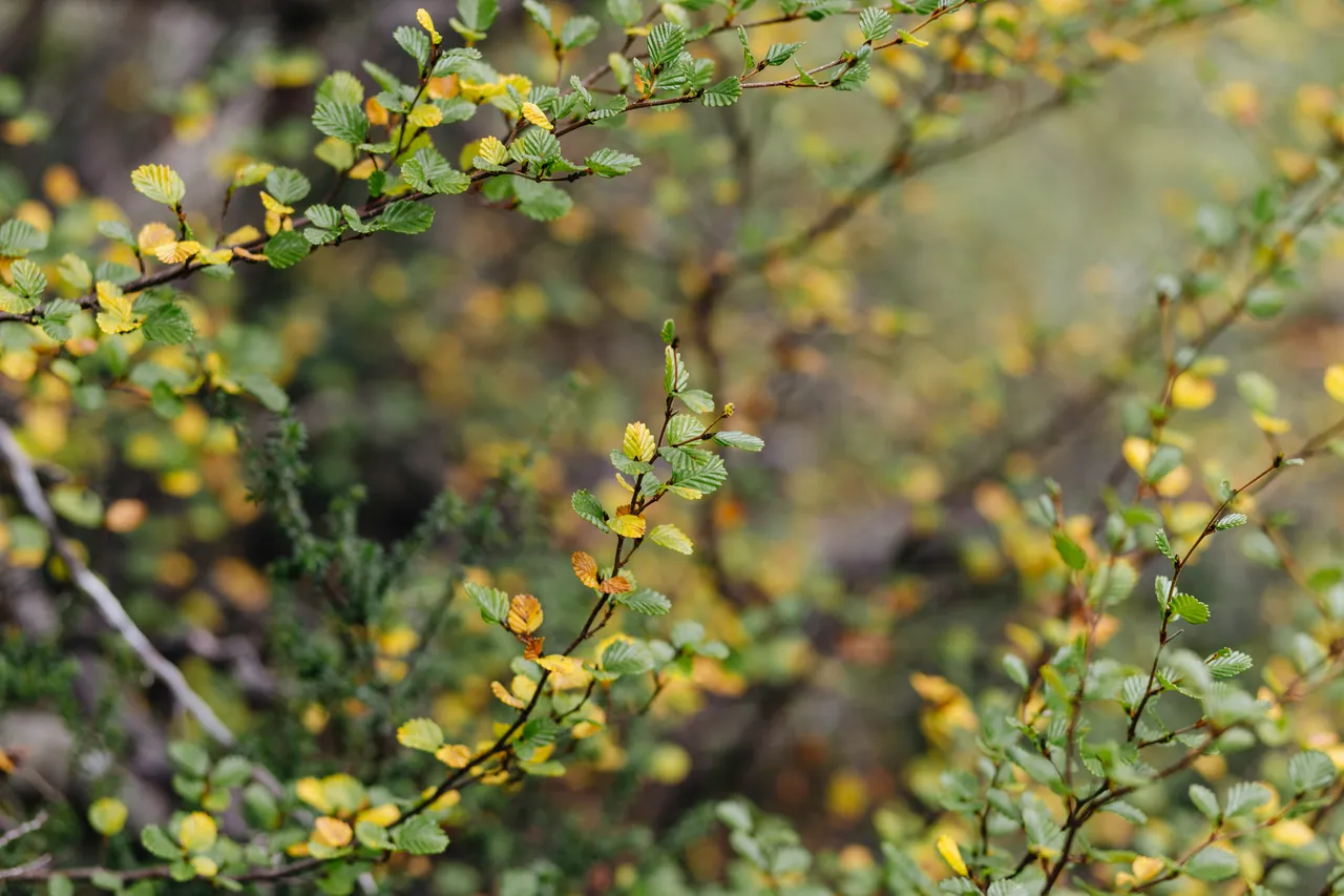 Fagus (nothofagus gunnii)