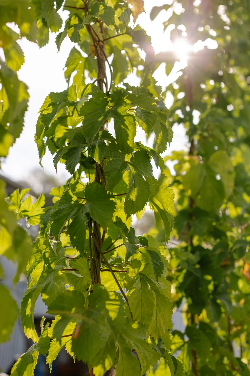 Hop Vines