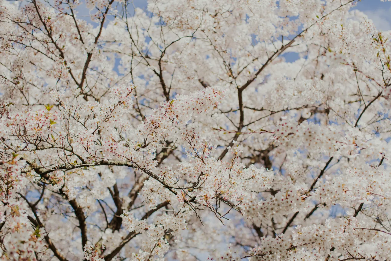 Deloraine in Spring