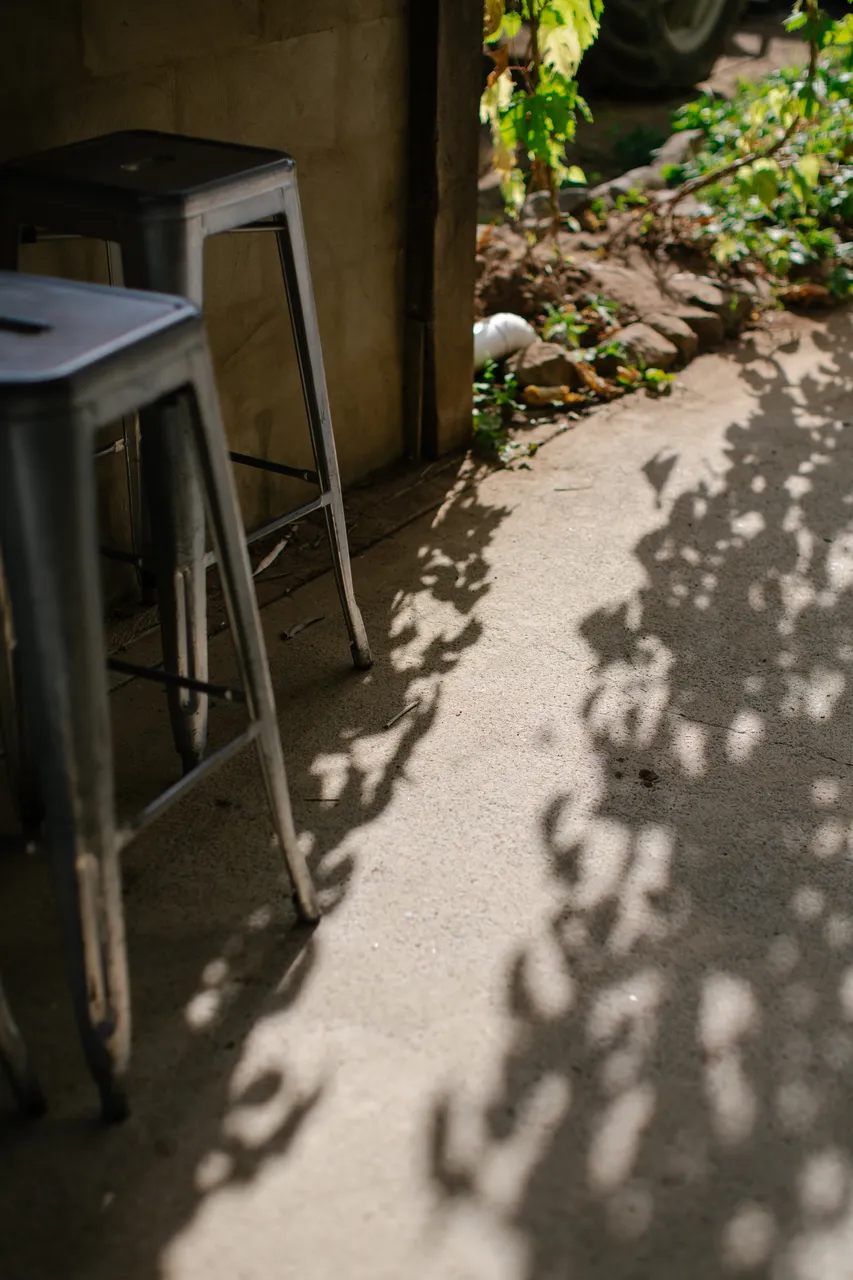 Hop Vine Shadows
