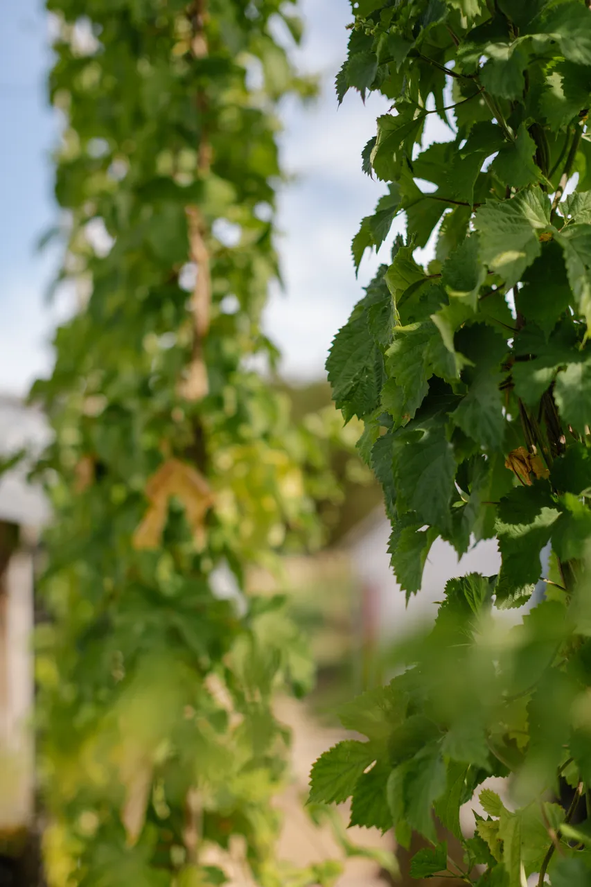Hop Vines