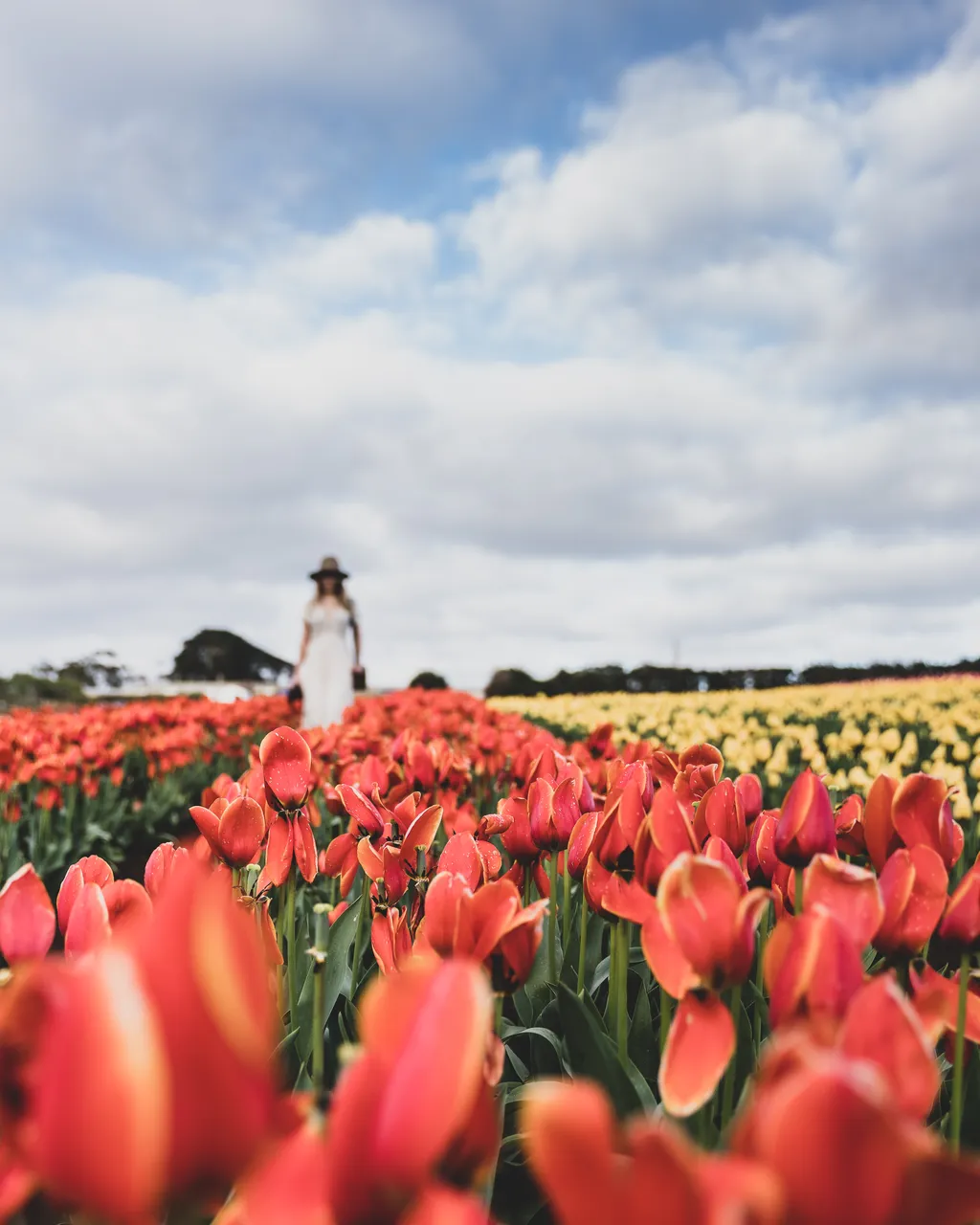 Table Cape Tulip Farm