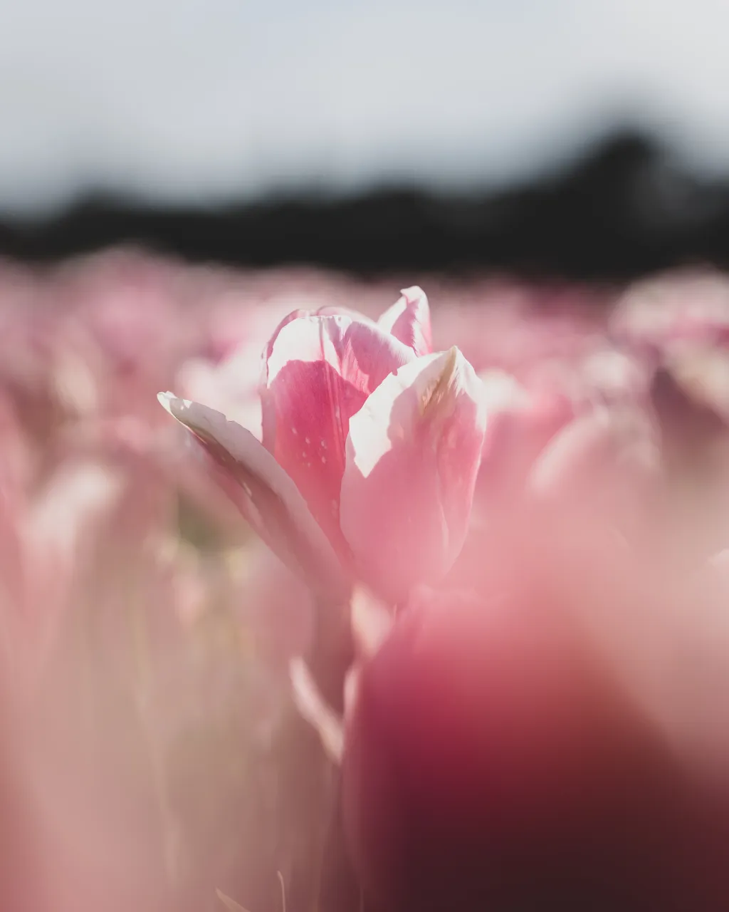 Table Cape Tulip Farm