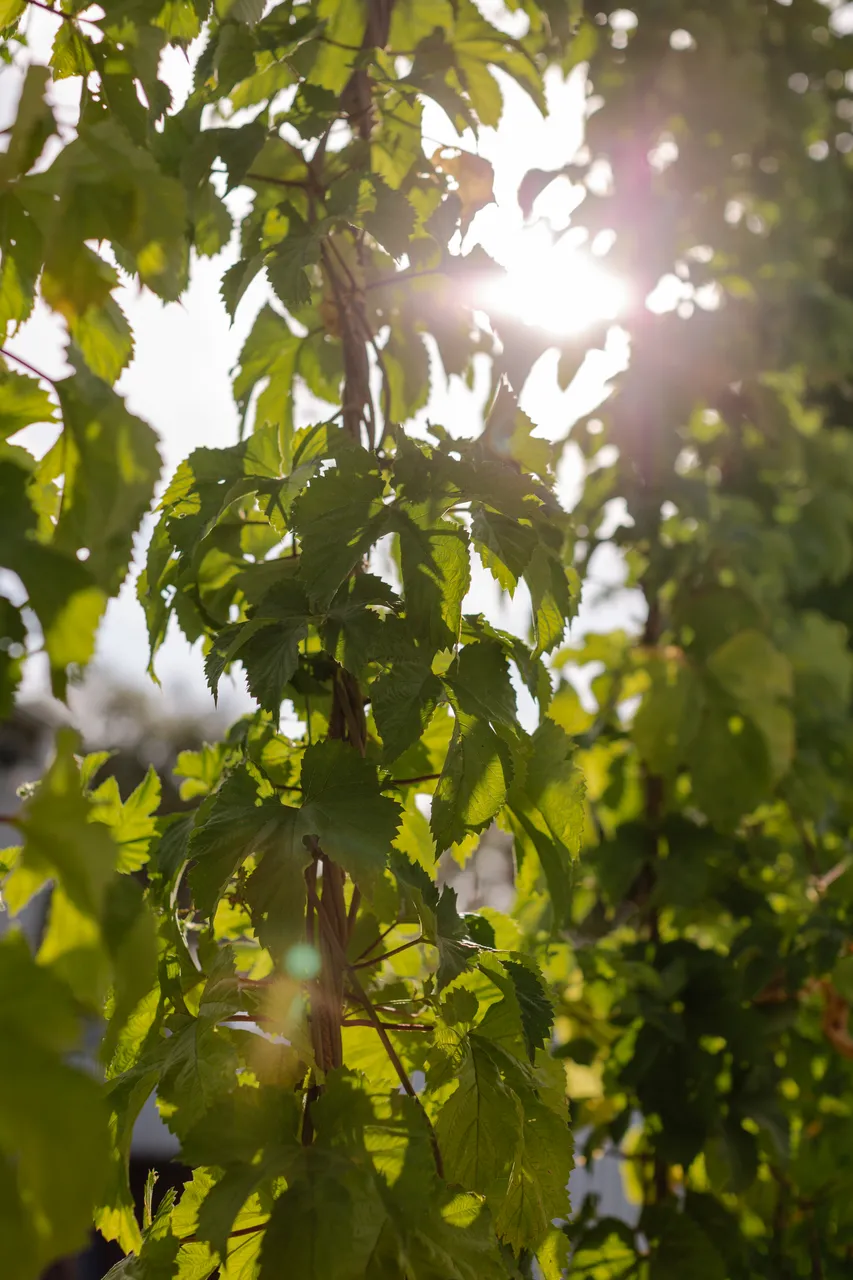 Hop Vines