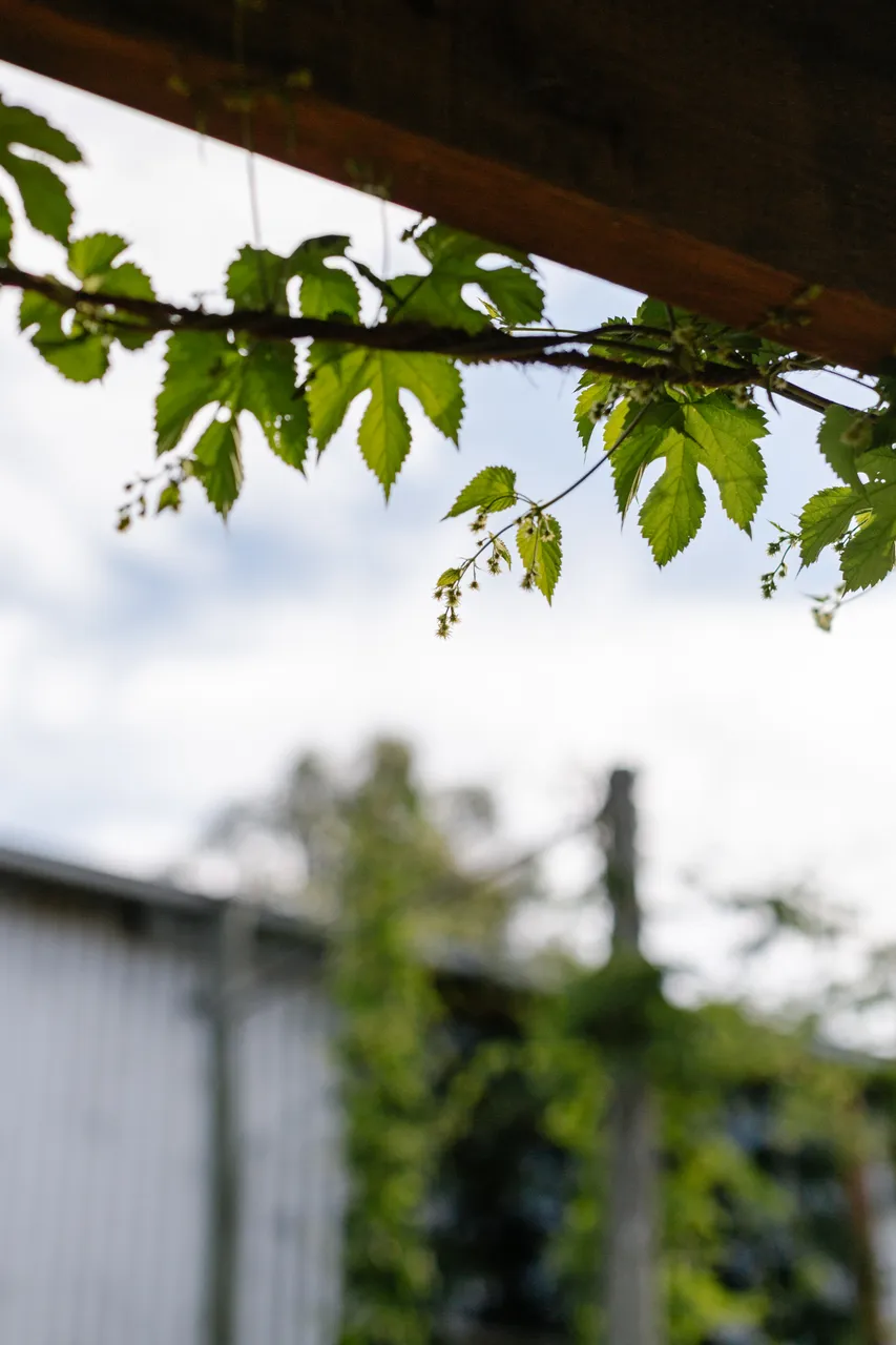 Hop Vines