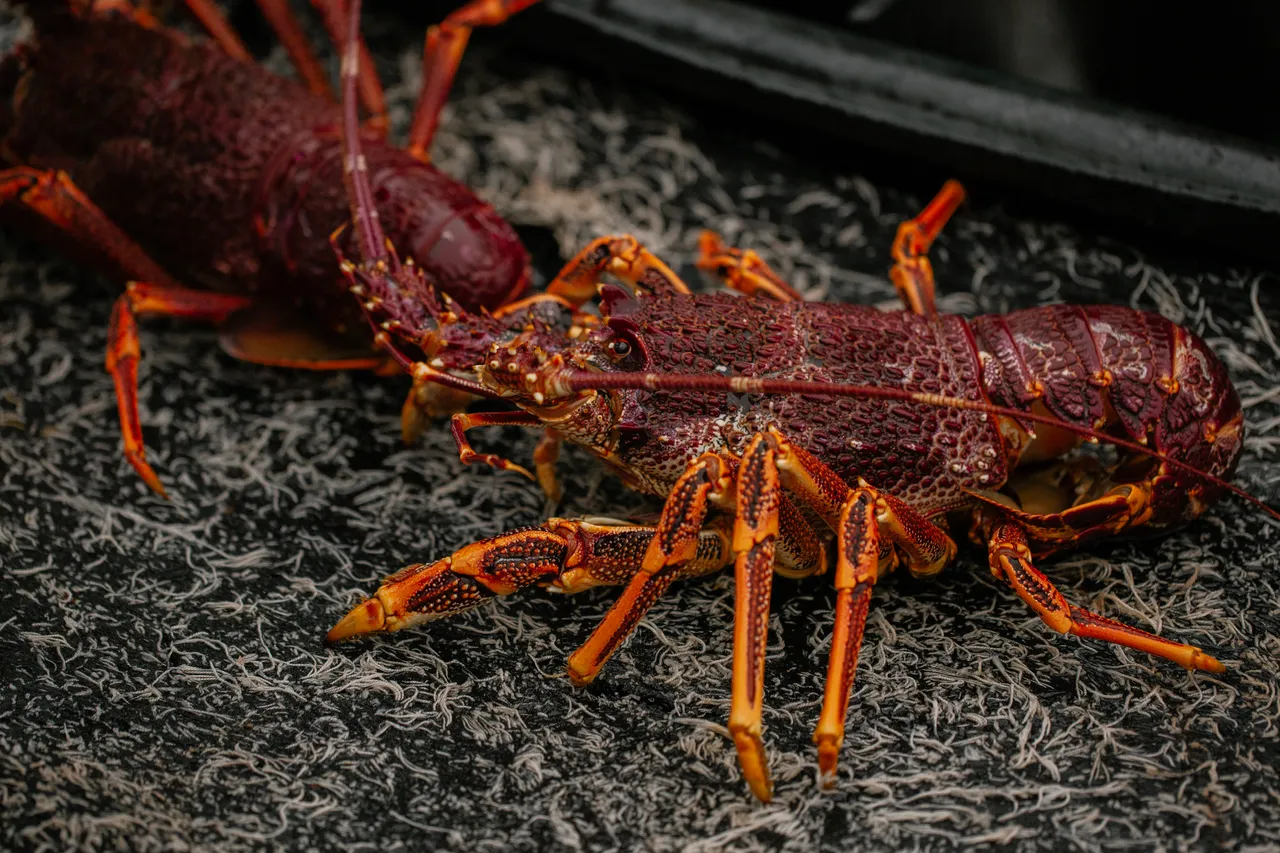 Rock Lobster Fishing Boat