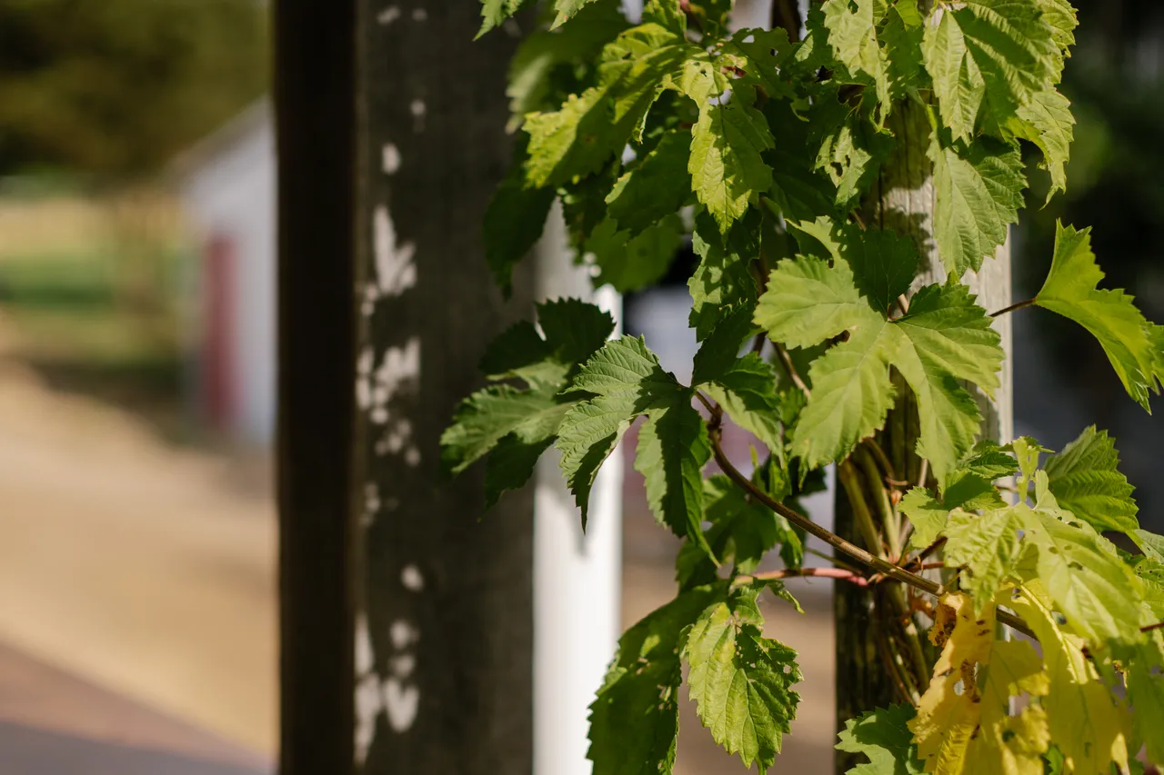 Hop Vines