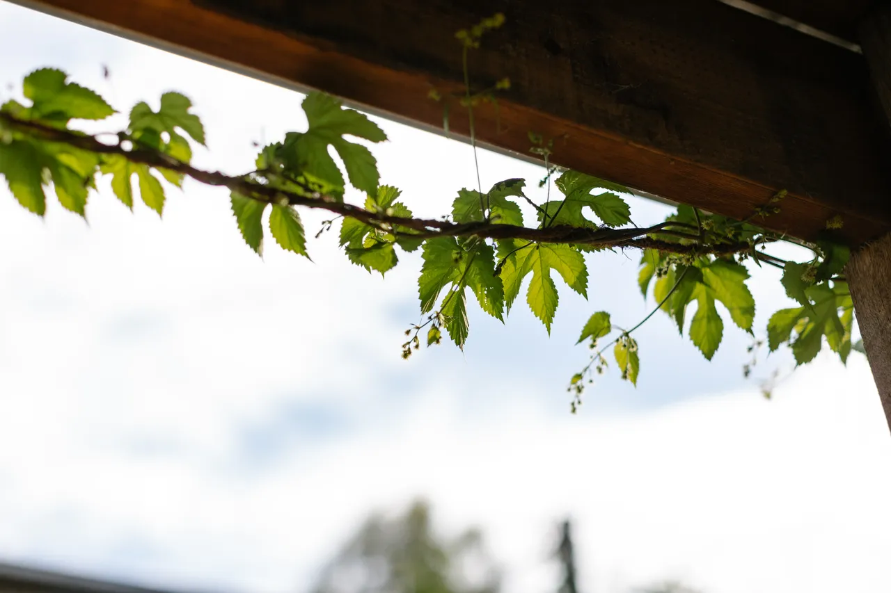 Hop Vines