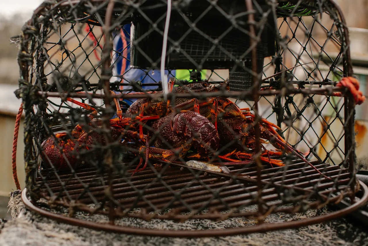 Rock Lobster Fishing Boat