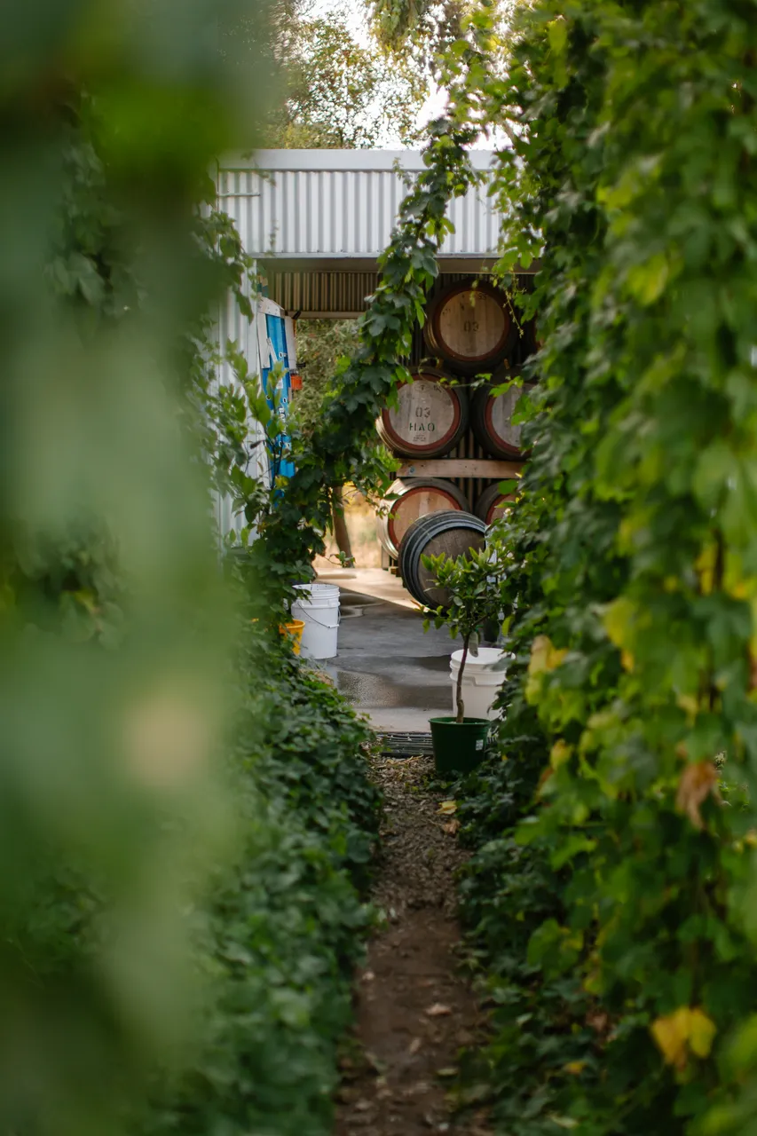 Barrels Through Hop Vines