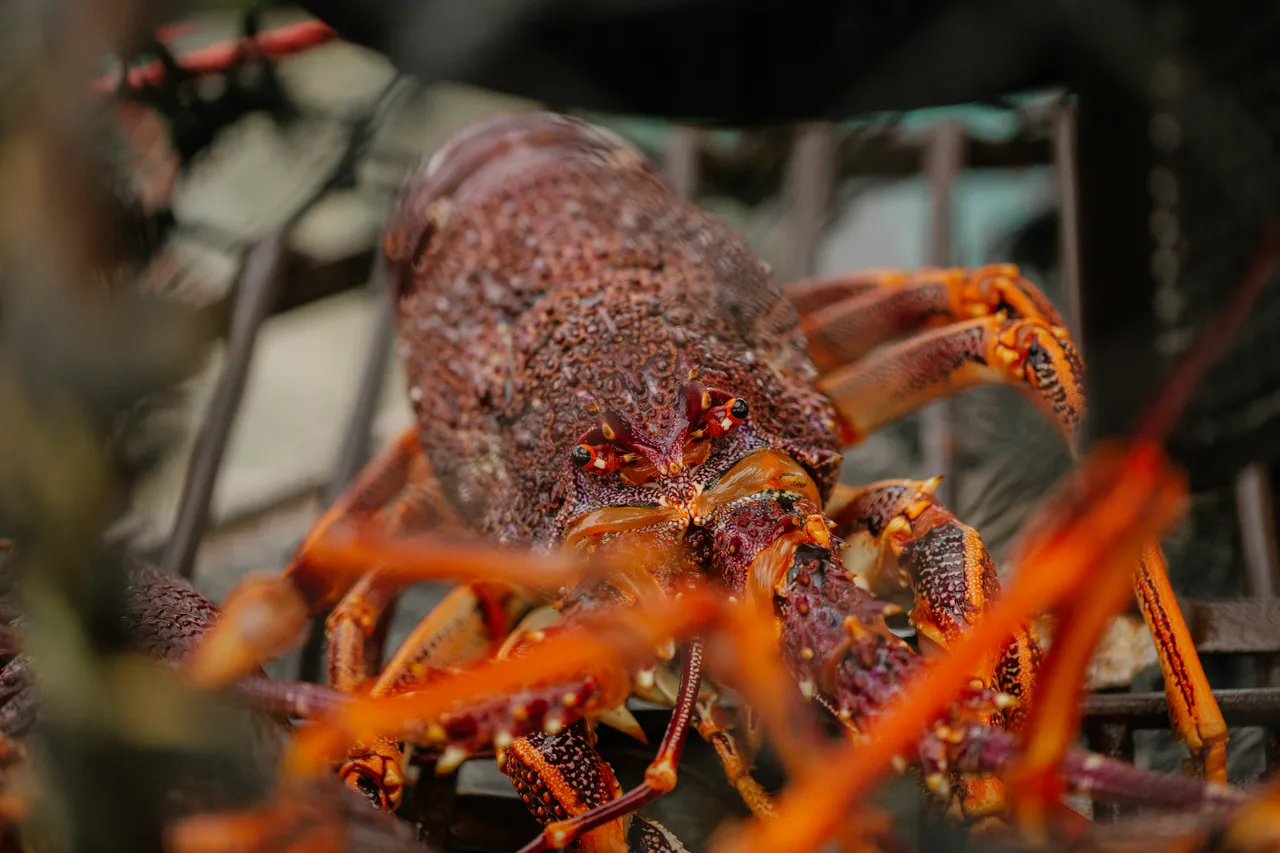 Rock Lobster Fishing Boat