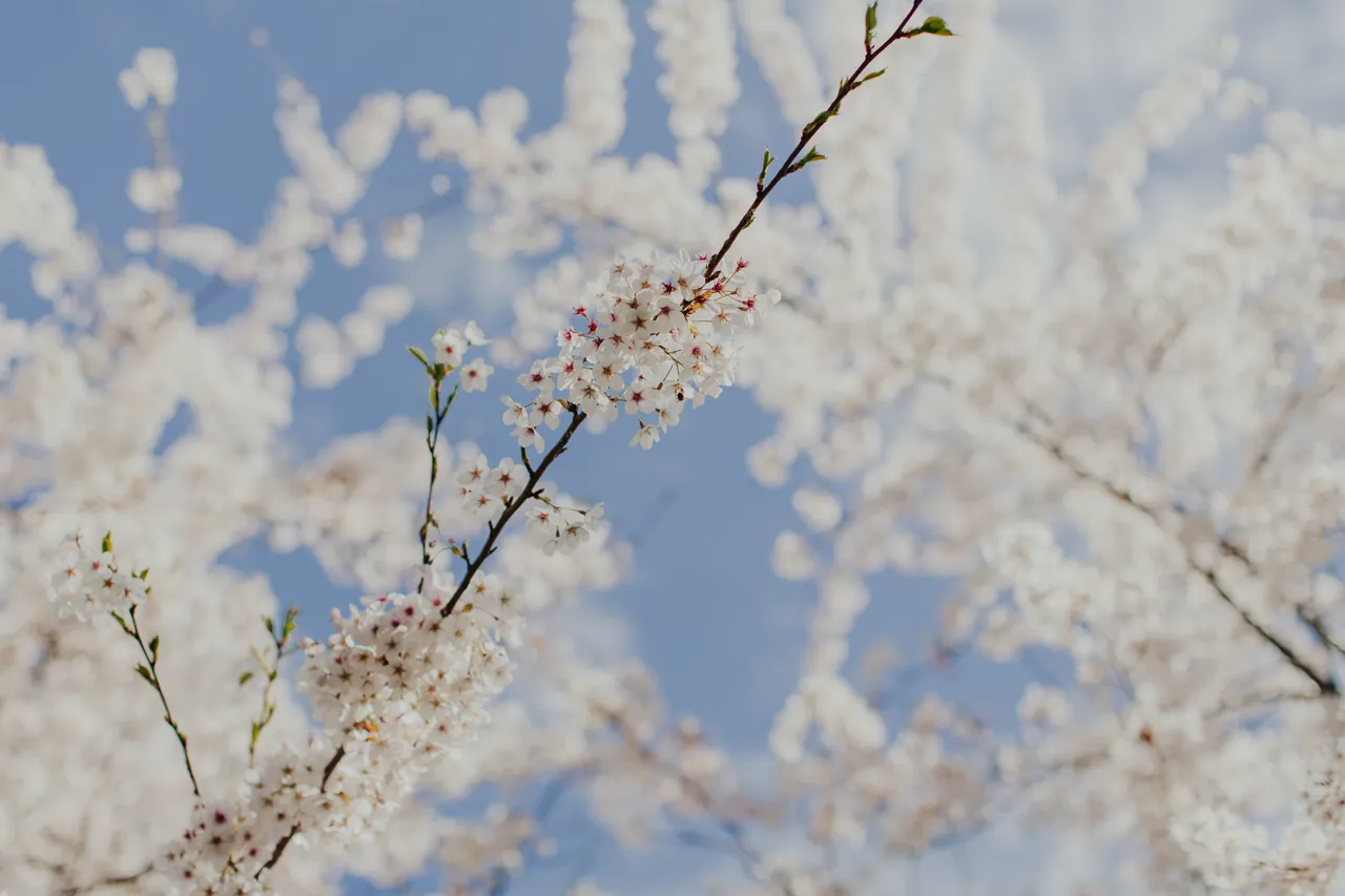 Deloraine in Spring