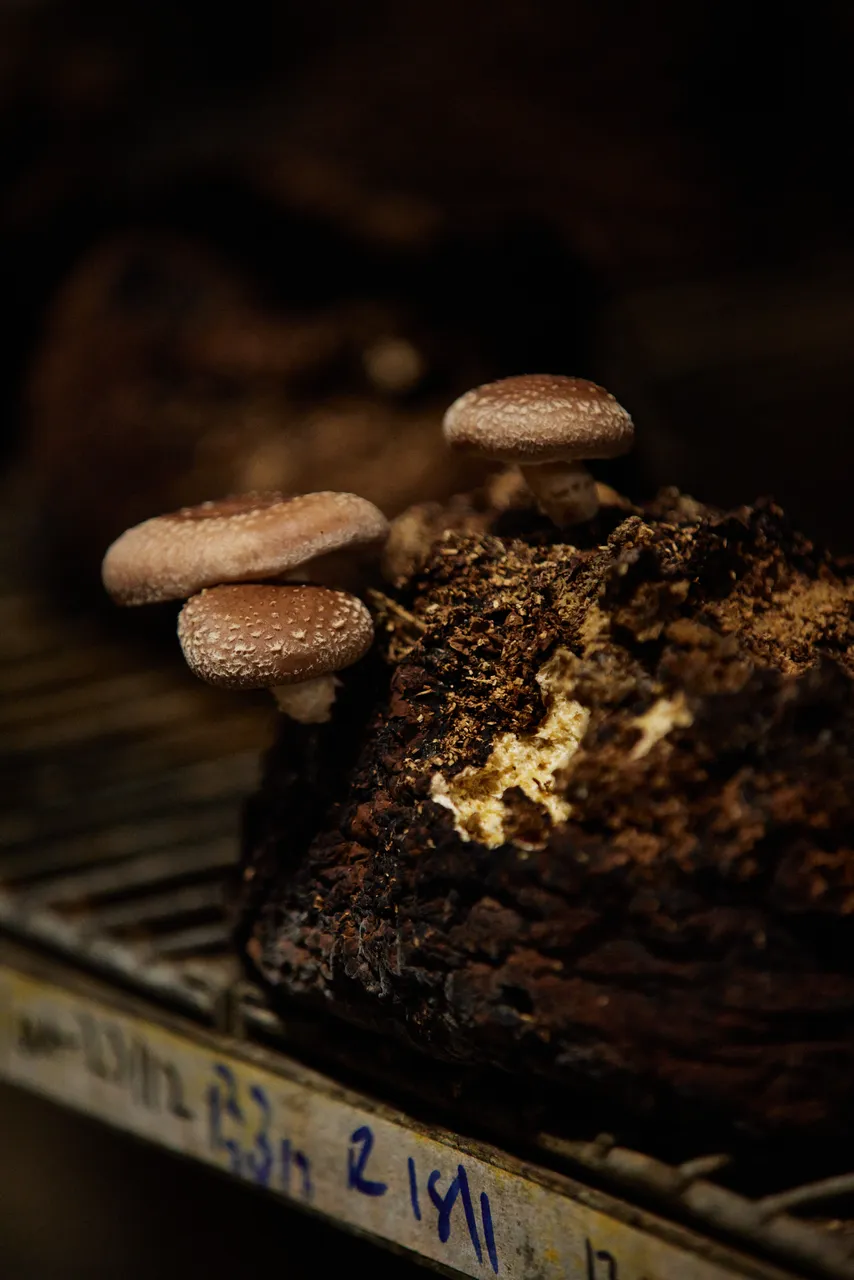 Dean Smith, Tunnel Hill Mushrooms