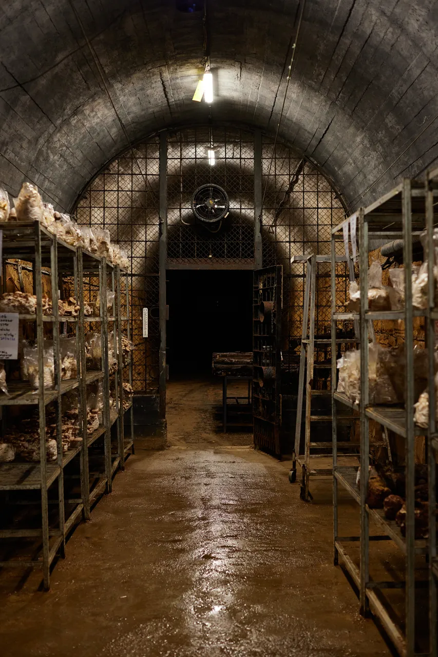 Dean Smith, Tunnel Hill Mushrooms