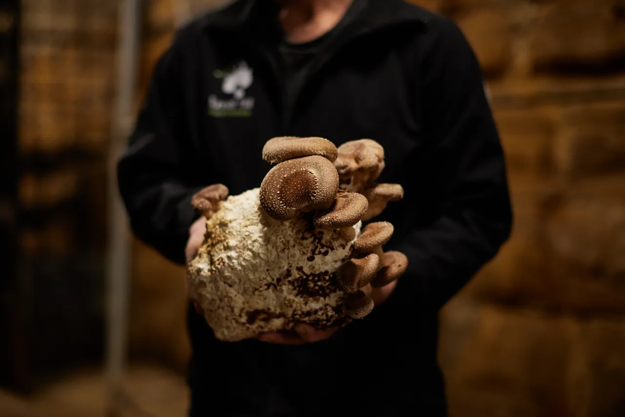 Dean Smith, Tunnel Hill Mushrooms