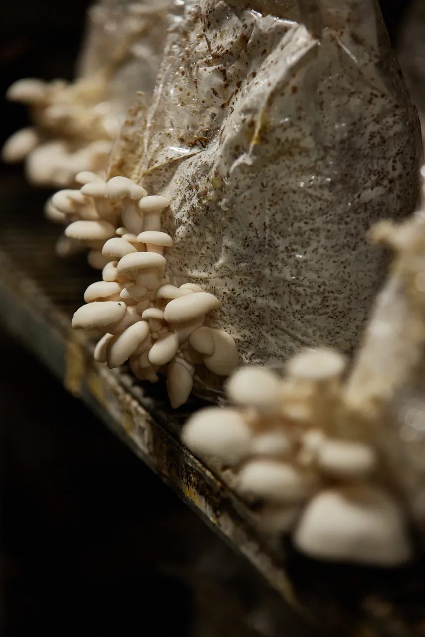Dean Smith, Tunnel Hill Mushrooms