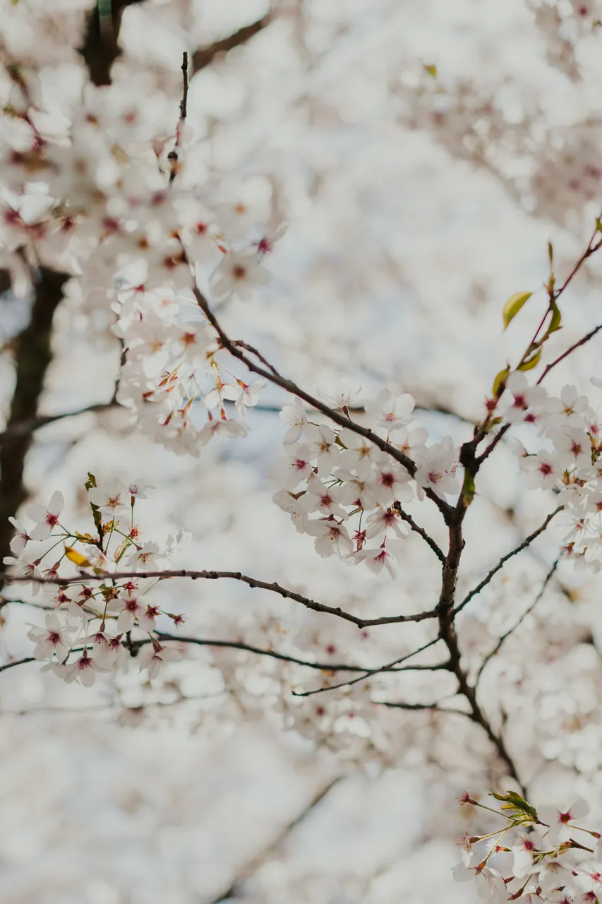 Deloraine in Spring
