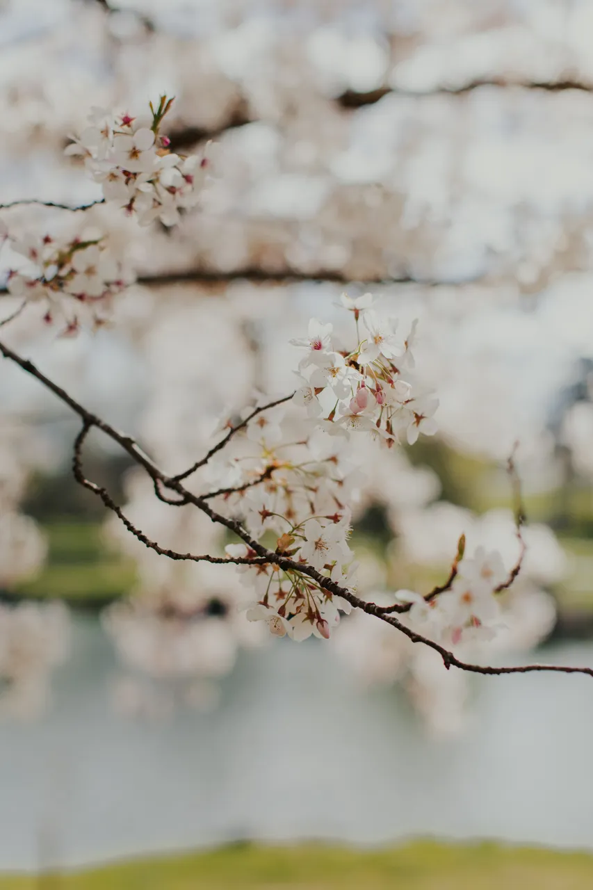 Deloraine in Spring