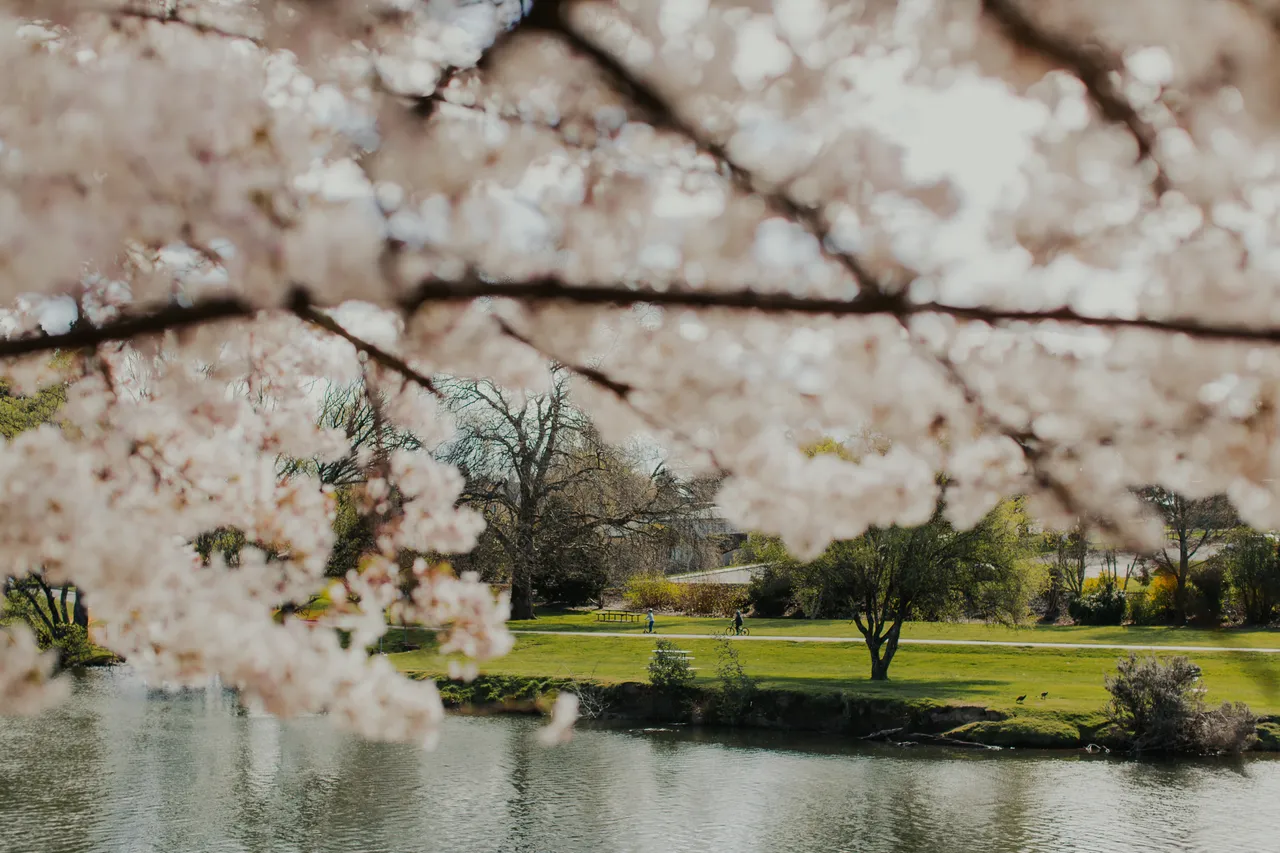 Deloraine in Spring