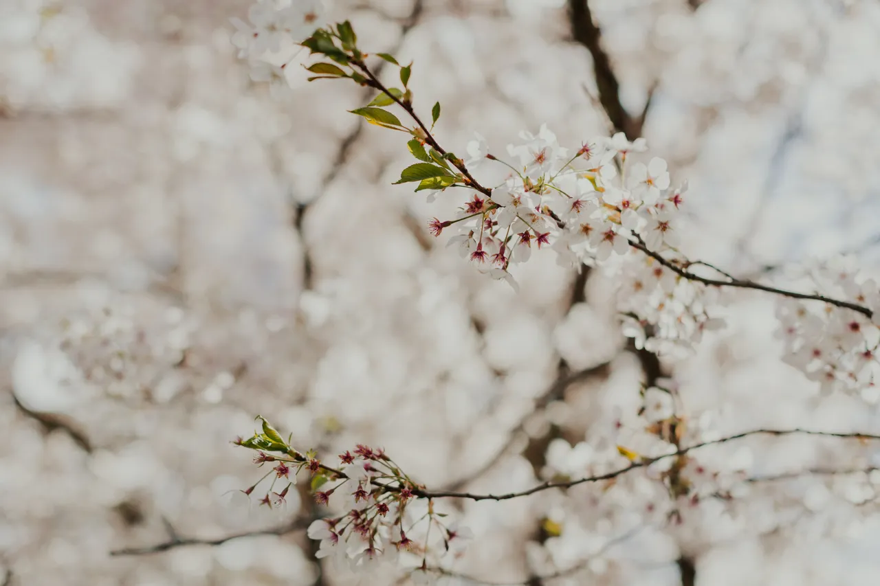 Deloraine in Spring