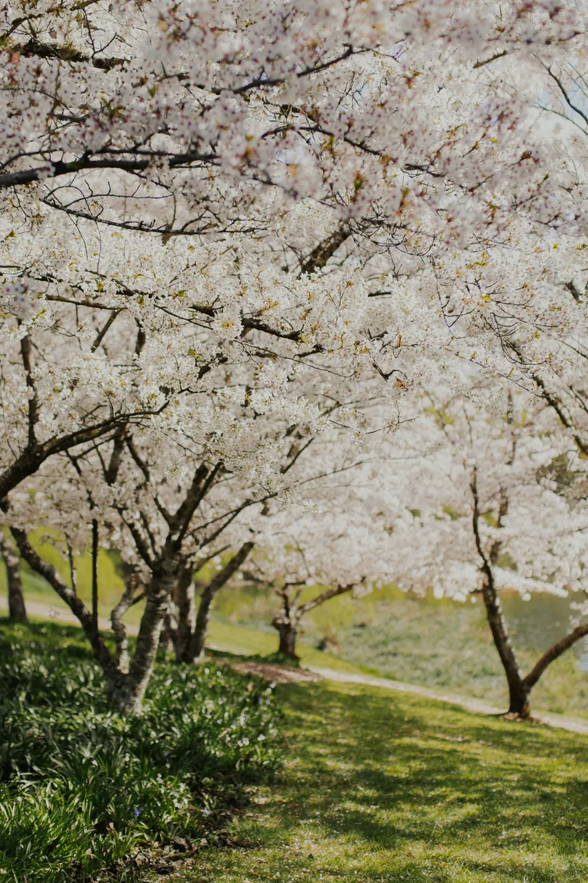Deloraine in Spring