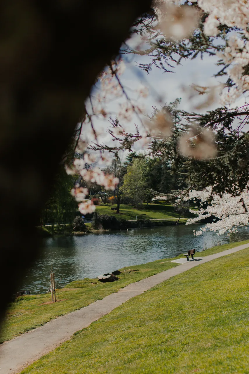 Deloraine in Spring