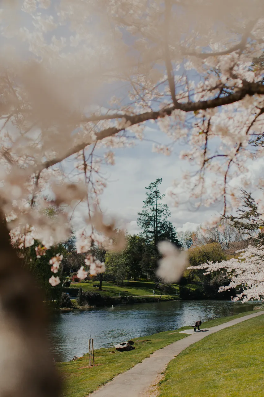 Deloraine in Spring