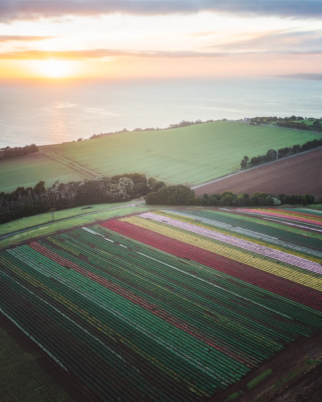 Table Cape Tulip Farm