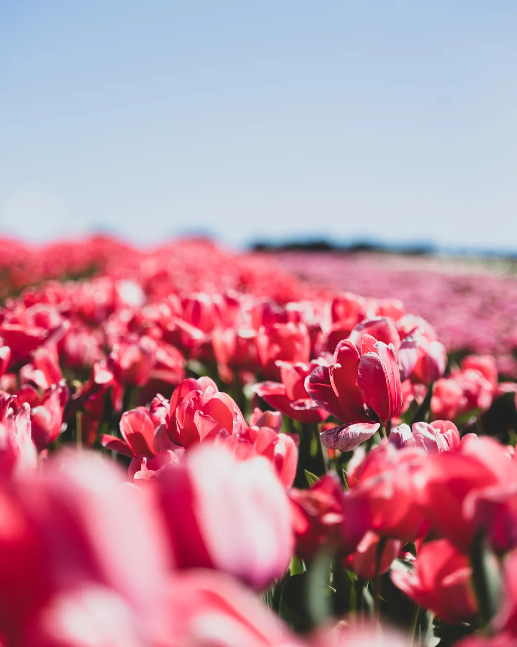 Table Cape Tulip Farm