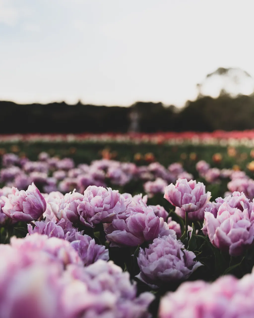 Table Cape Tulip Farm