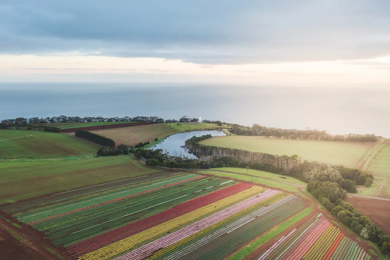 tulipfarm-brandtasmania_4