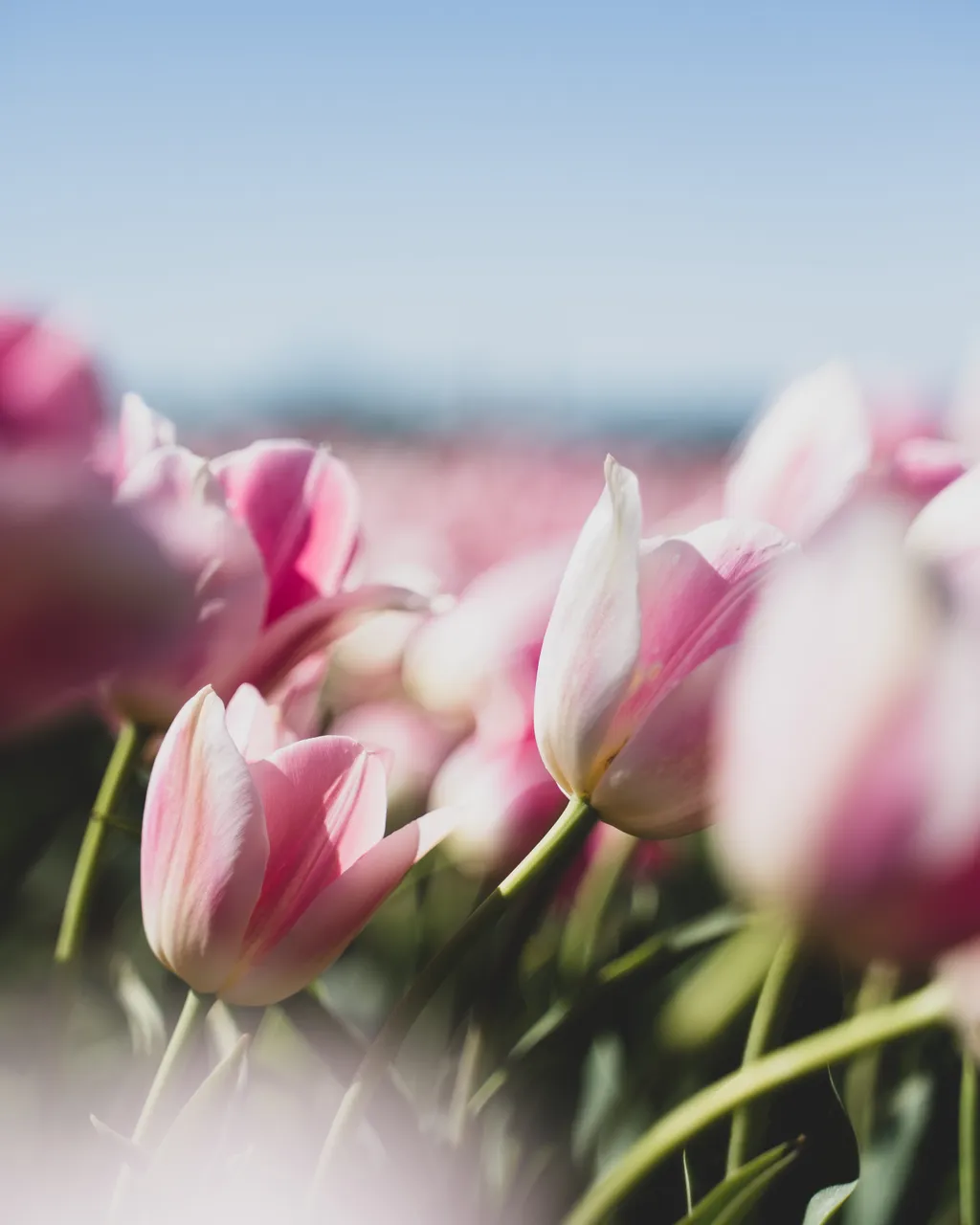 Table Cape Tulip Farm