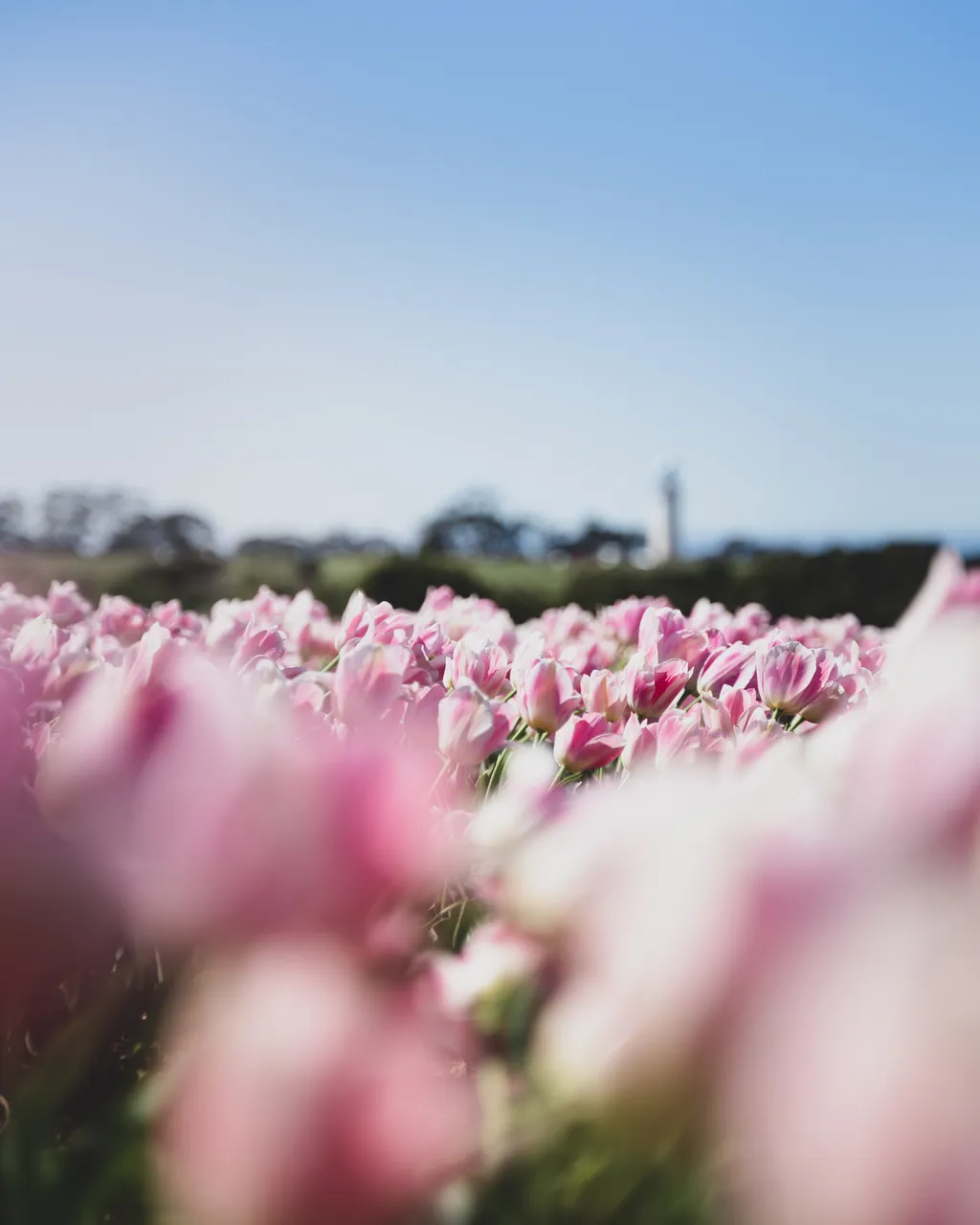 Table Cape Tulip Farm