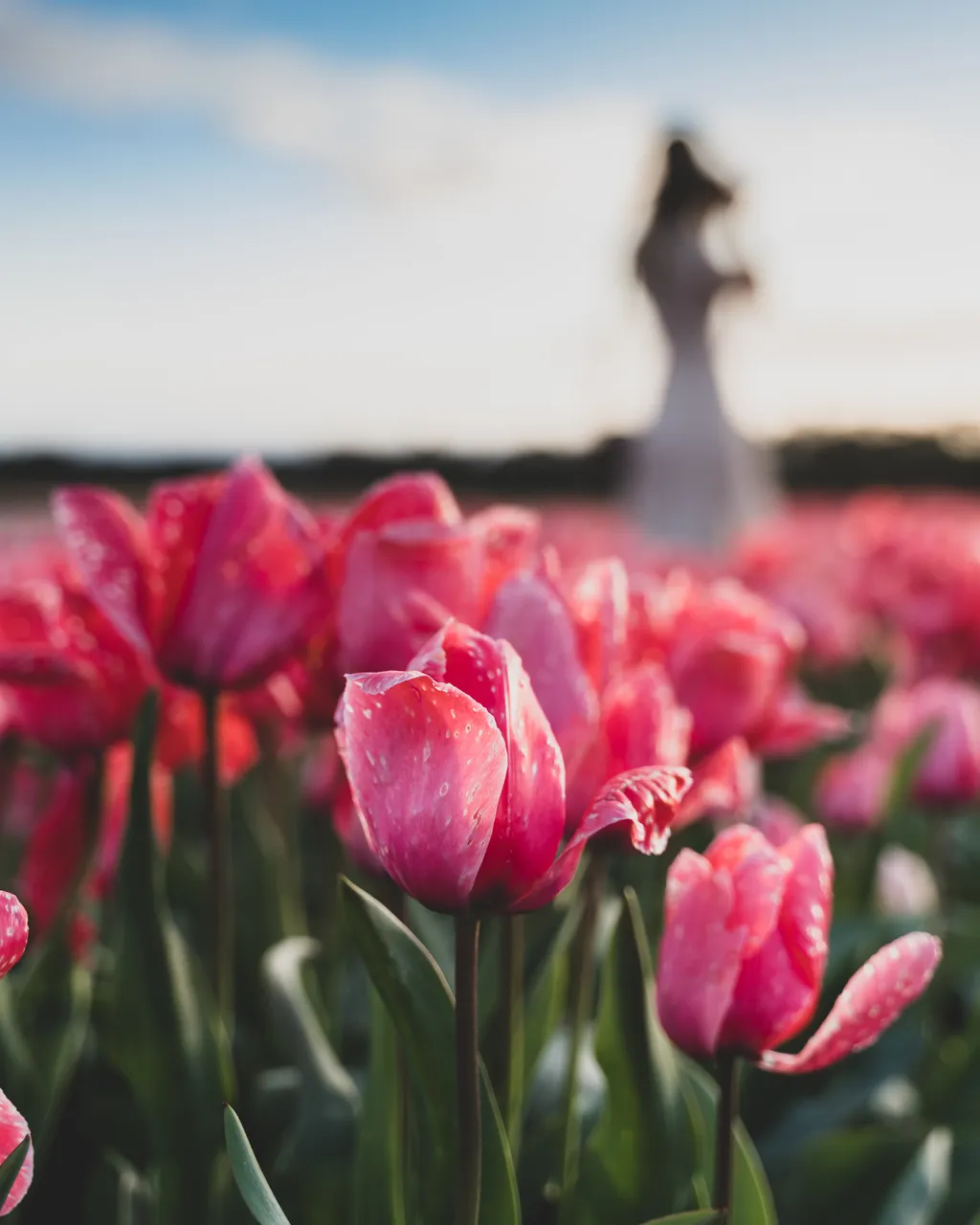 Table Cape Tulip Farm