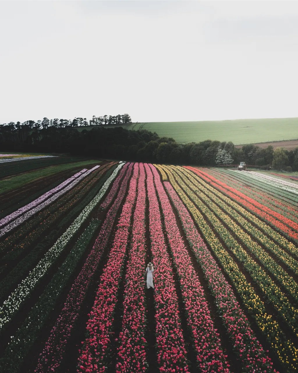 Table Cape Tulip Farm