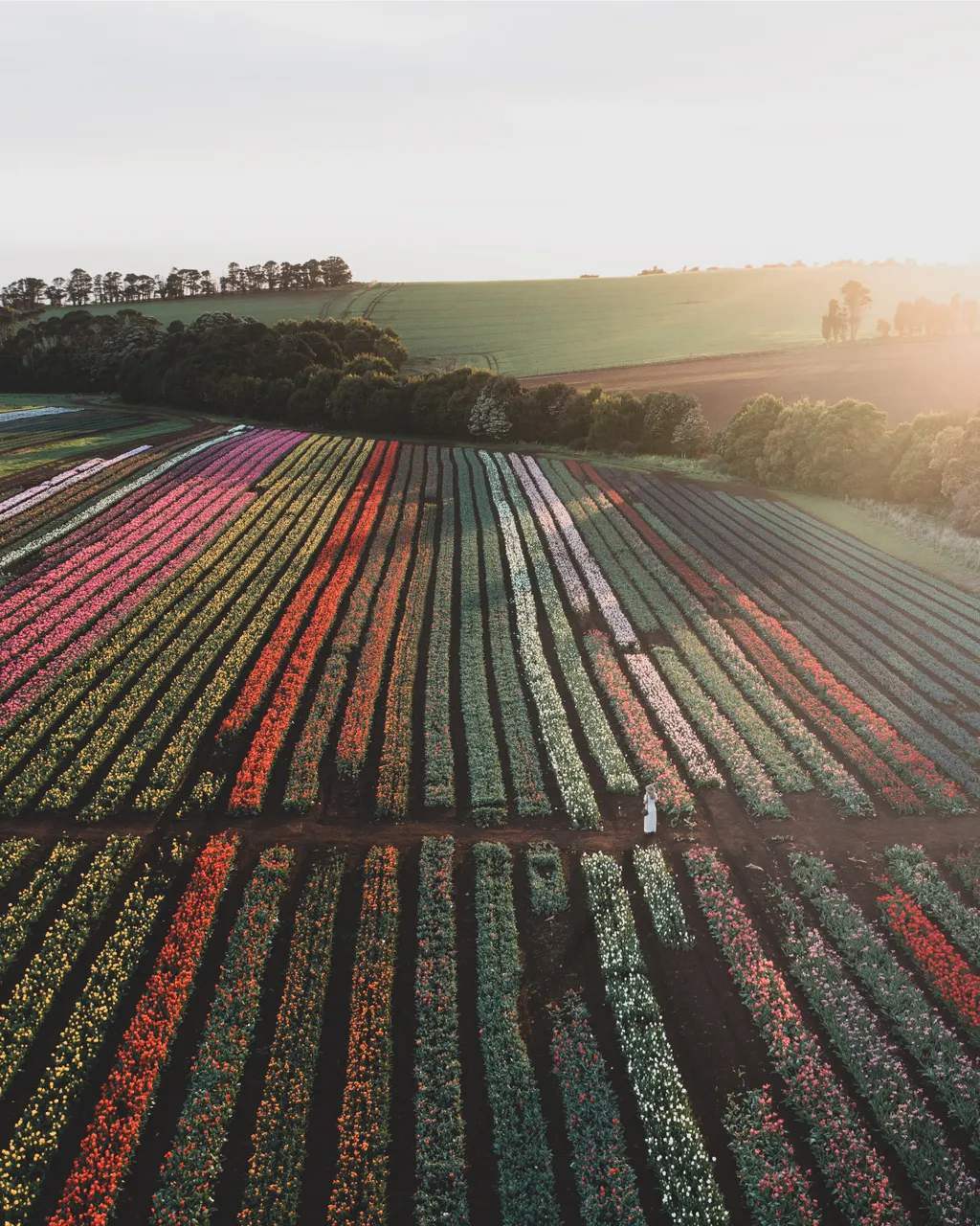 Table Cape Tulip Farm